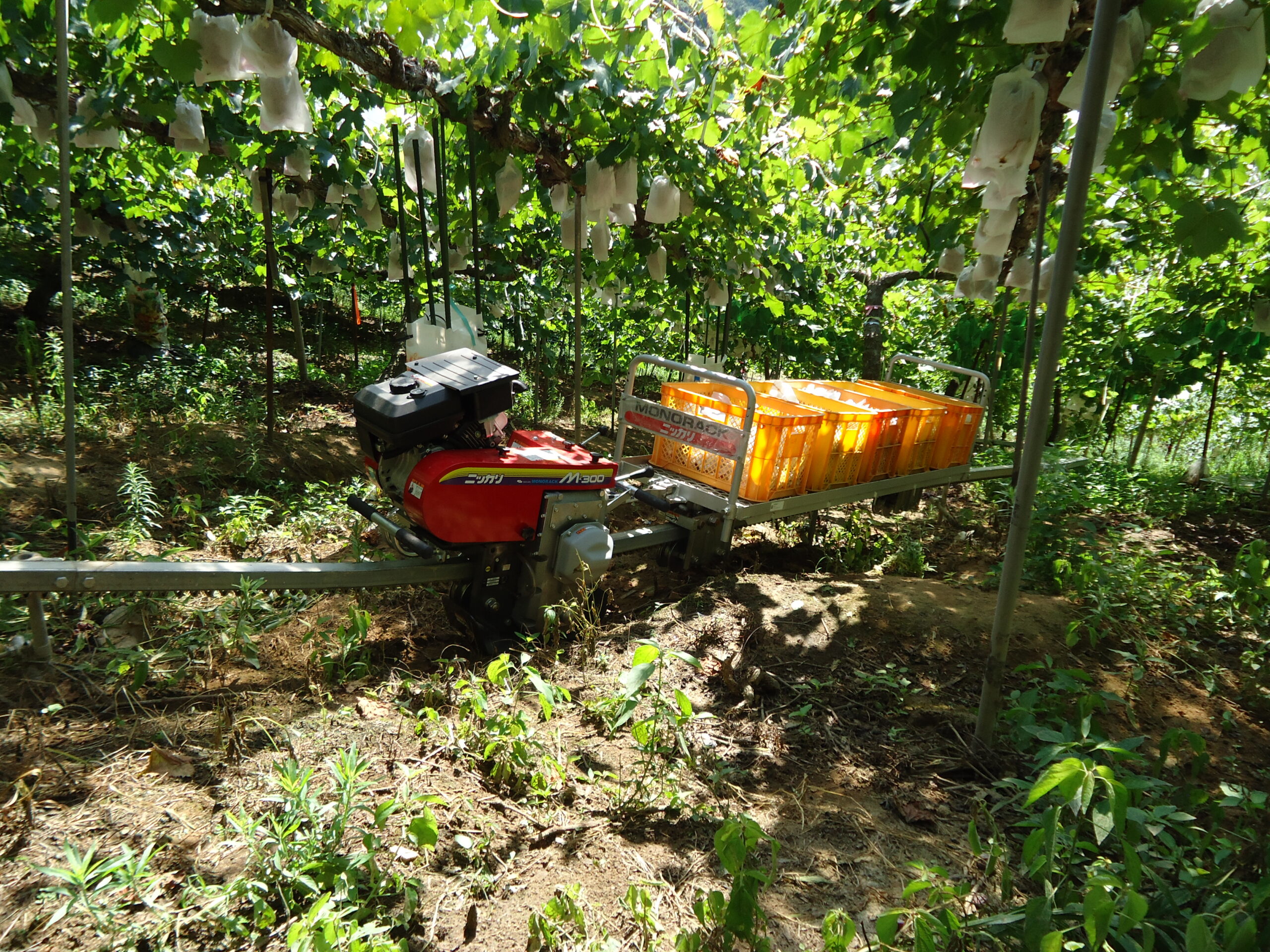 ブドウ・棚田での低床モデル運搬イメージ